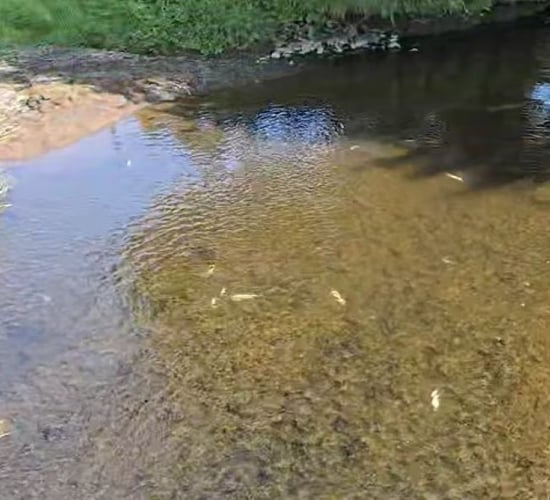 Investigations ongoing into Antrim fish kill following slurry discharge