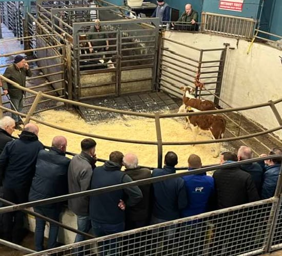 Castleisland Mart implements changes to streamline calf sales