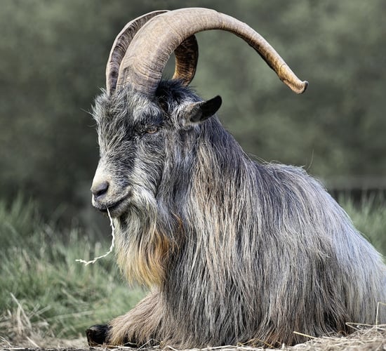 Pilot project to use Old Irish Goats for conservation grazing