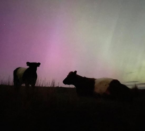 Gallery: Dazzling Northern Lights pictured across Irish farms
