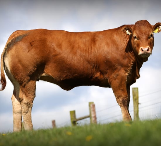 Bailey's Red Ladies Online Limousin Sale kicks off