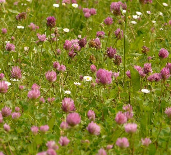 Information webinar planned on red clover silage swards