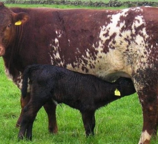 What was most popular sire breed for suckler/dairy cows last year?