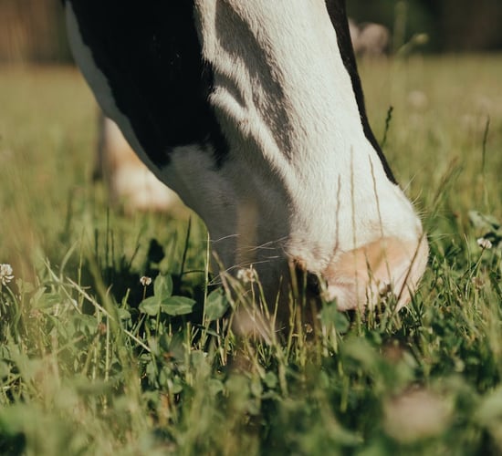 Domestic milk intake down 81m litres in April - CSO