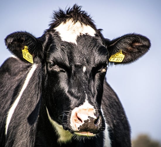 Rabobank: Recovery in global milk prices has 'cooled' slightly