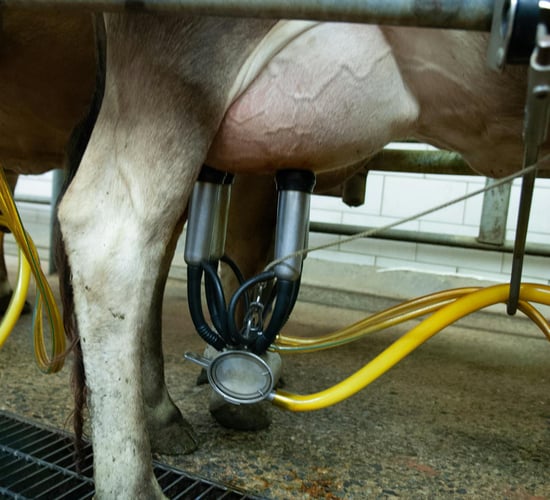 Rabobank: Ireland will 'easily increase milk production' in 2025