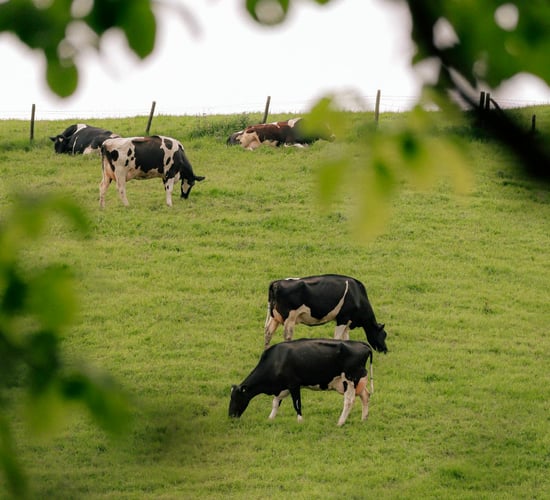 'Derogation underpins our grass-fed model of agriculture' - Mulvihill