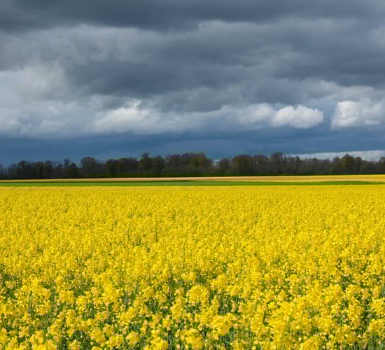 Councillor issues warning to dog owners near rapeseed fields