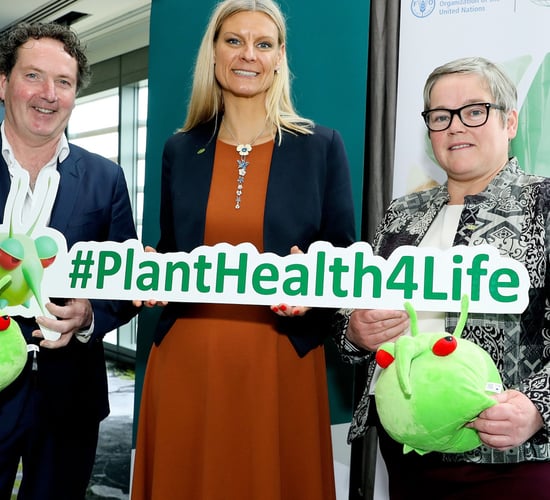 DAFM: Do not import unchecked plants that 'pose a risk'