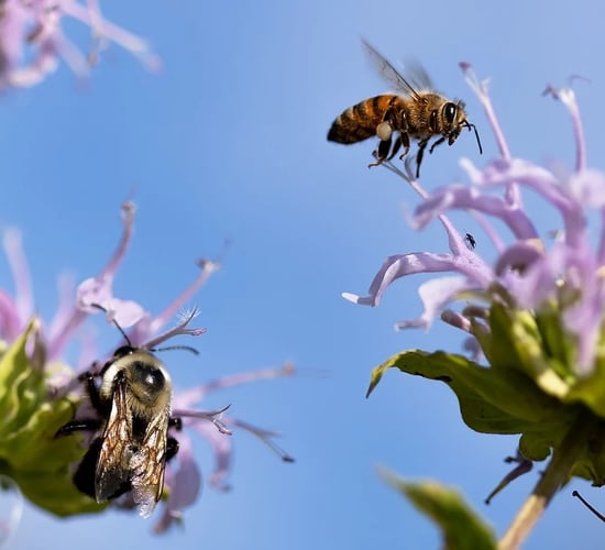 ALDI 'Bee Happy' event aims to enhance biodiversity