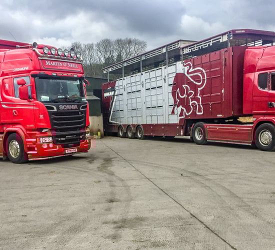Over 17,000 cattle exported to Northern Ireland this year