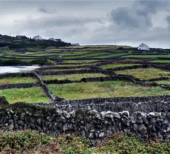 Gorman to address AGM of Irish Rural Link on 'future of agriculture'