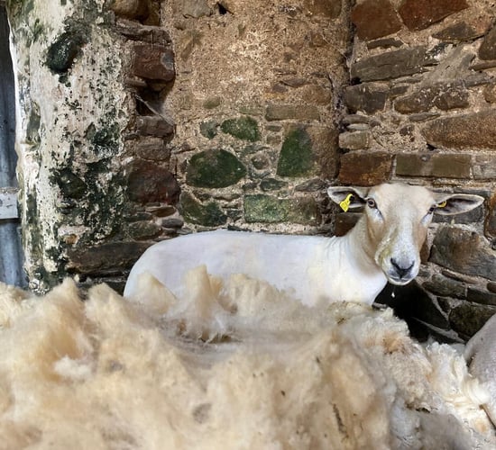Is it time to shear sheep to reduce the risk of blowfly?
