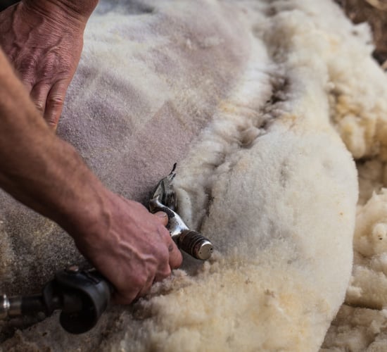 Crowds expected to flock to 'Olympics of sheep shearing'