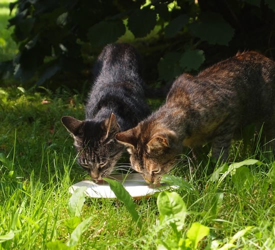 Bird flu contaminated milk causes deaths of cats in US