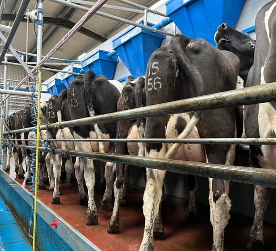 Maximising your milk cheque this spring through low SCC