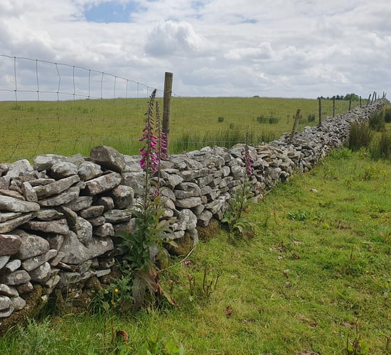 Farmer reports missing sheep on private mountain for second time