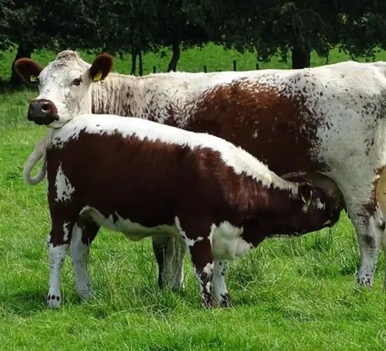 Rare breeds contribute to Ireland's 'unique' diversity - McConalogue