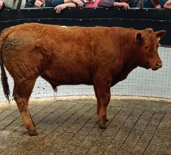 Top price of €3.59/kg for bullocks at Ballinrobe Mart
