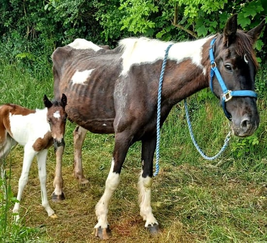 ISPCA appeals for 'urgent' foster homes after several rescues