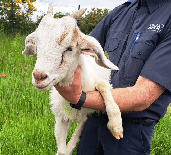 Kid goat rescued by ISPCA after climbing to top of a tower