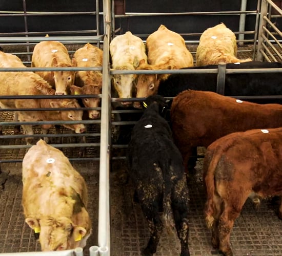 Mart report: Weekend cattle trade from around the country