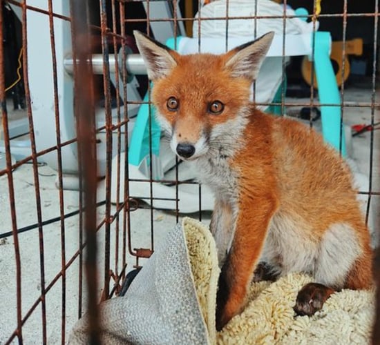 Fox cub found 'caged up' at Co. Mayo property