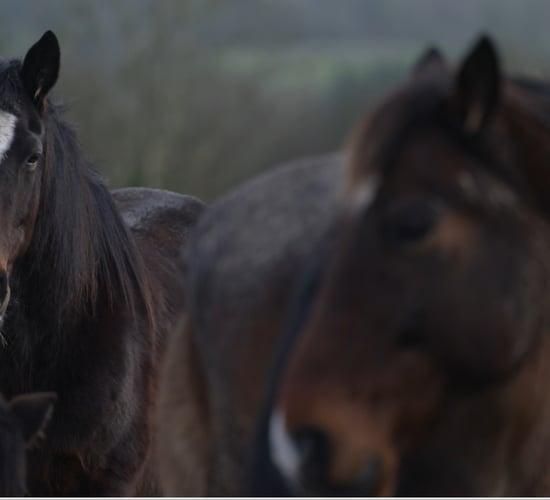 DAFM investigating supply of horses for slaughter