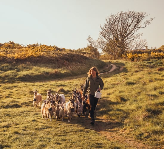 Goat herders and apprentices sought for Howth project