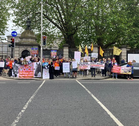 Watch: Protesters at Dáil call for permanent closure of horse abattoir