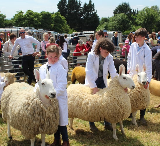 Suffolk shearling ewe impresses at Ballymoney Show