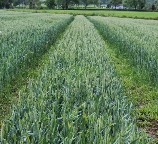 Winter wheat harvest underway in north Cork