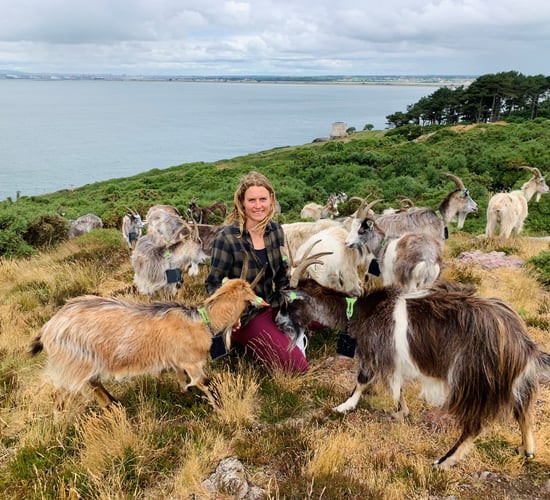 Watch: What it takes to be a goat herder on Howth Head