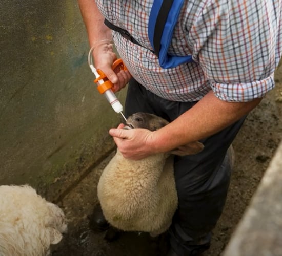 DAFM issues reminder to take care when using animal dosing guns