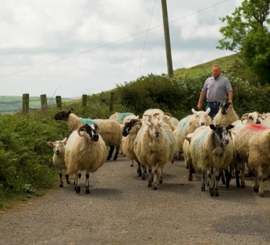 Watch: Kerry vet and footballer recommends mid-season lamb wormer