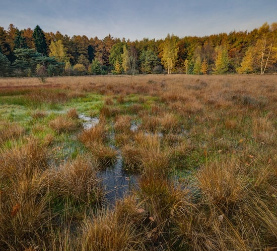 IWT calls for a minister of state for nature