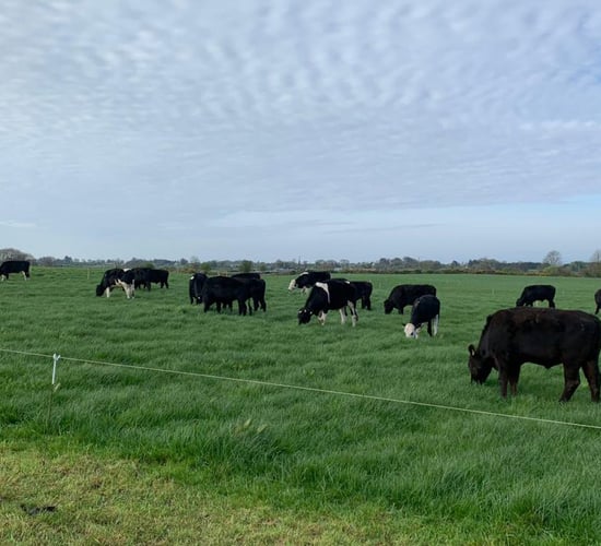 When is it time to treat cattle for internal parasites?