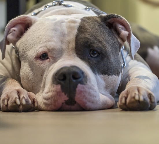 Minister seeks legal advice on banning XL bully dogs