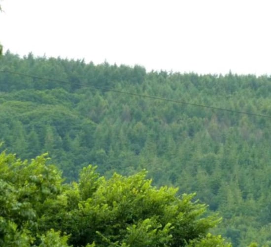 DAFM examines reconstitution scheme for Japanese larch forests