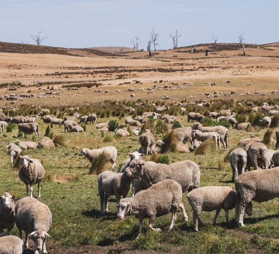 Australian bill aimed at ending live sheep exports moves forward