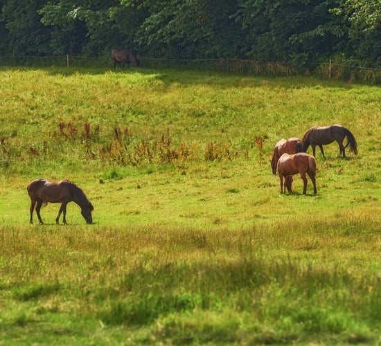 Stray horses a 'major problem' in Limerick - TD