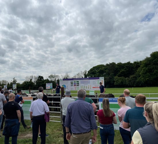 BEEF2024: Over €1,300/ha net profit from dairy-beef possible