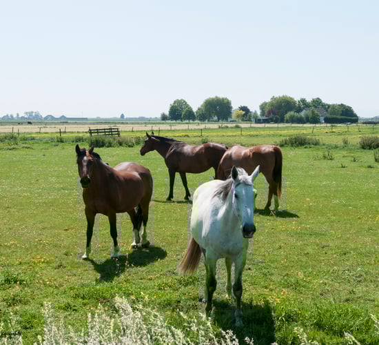 EU Commission discusses horse traceability with member states