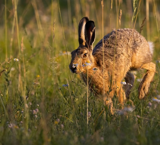 Man fined for illegal hare hunting in Clare