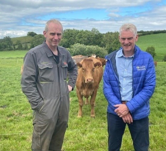 CAFRE to host farm walk on Co. Tyrone suckler enterprise