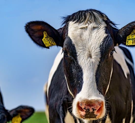 Warning that dairy sector could face 'massive restructuring'