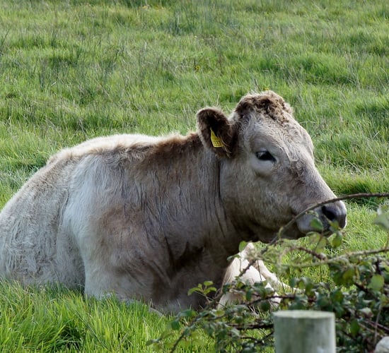 Further changes made to bovine TB testing in Wales