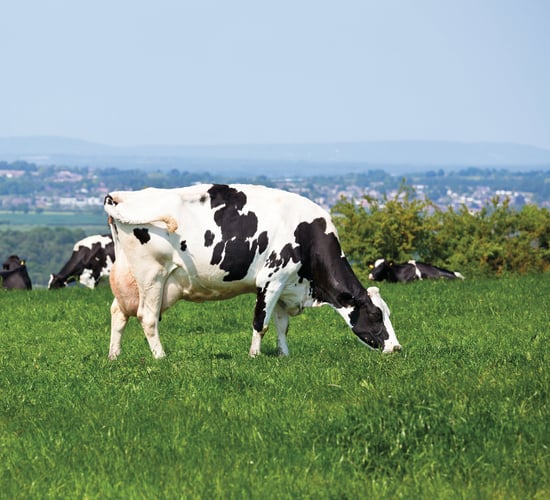 Grass growth: Huge variation around the country