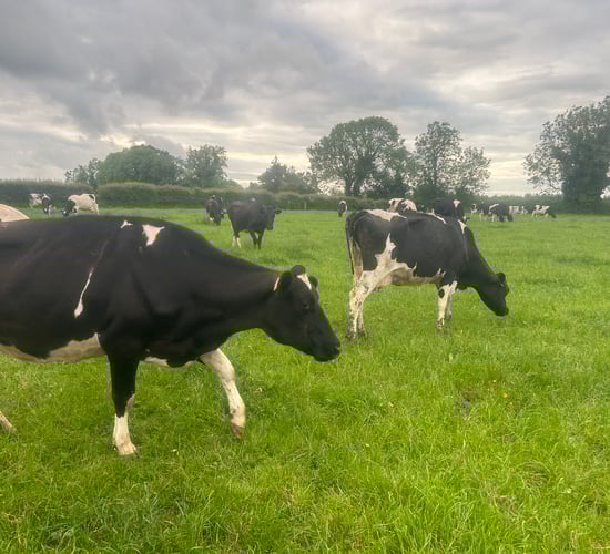 Dairy focus: Finding the appropriate stocking rate