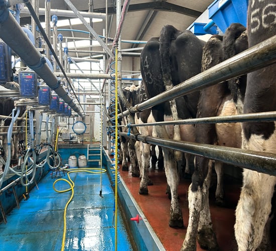 Do milk urea levels have an affect on the herd's fertility?